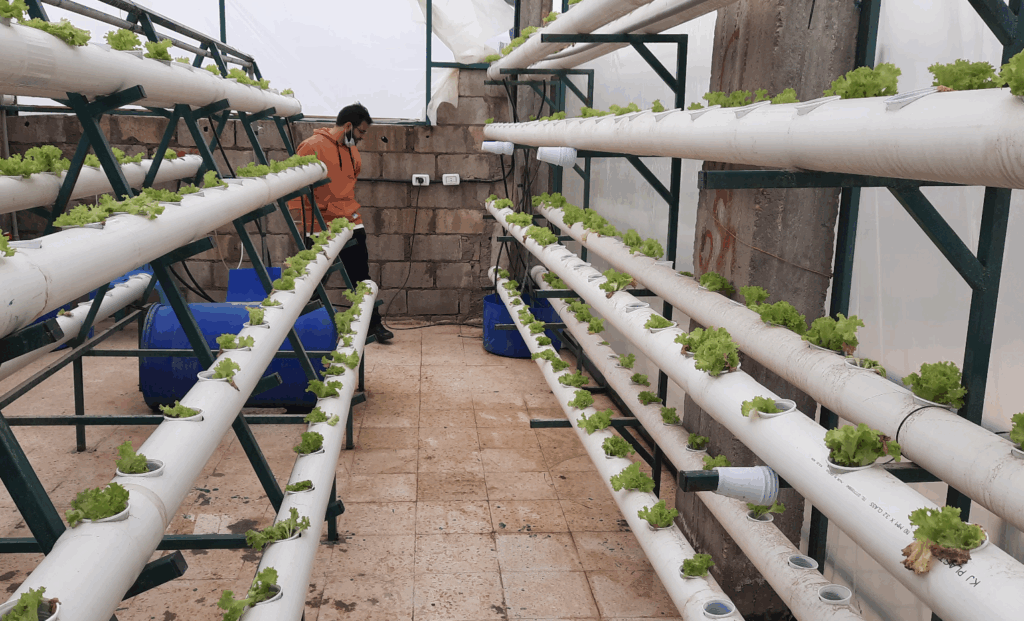 Smart Hydroponics for Food Security: IoT-Driven Automation with Senara & Flowless