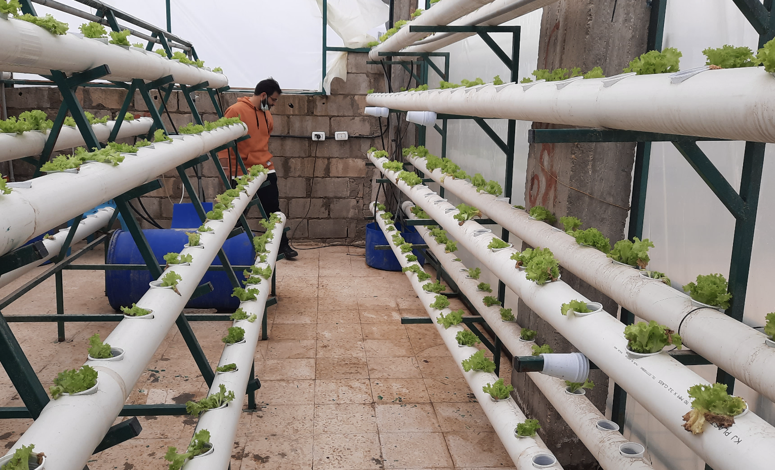 Smart Hydroponics for Food Security: IoT-Driven Automation with Senara & Flowless